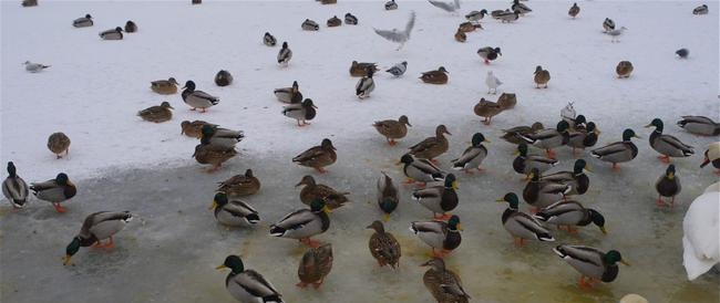 Overwintering van vogels voor de Turkmeense kust van de Kaspische Zee